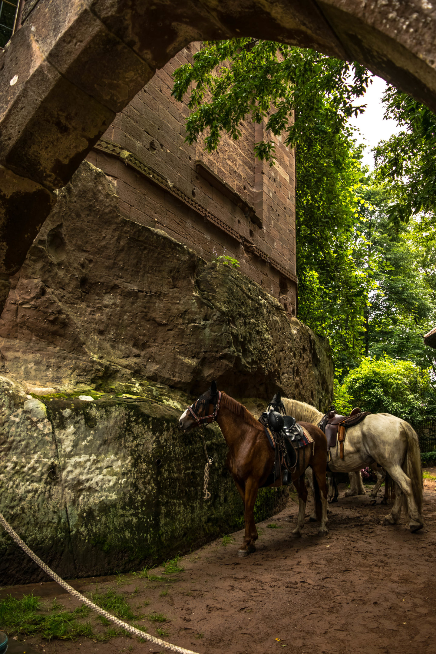 Local equestrians were going through a ride for the forest, and their horses tied up here looked so picturesque. 