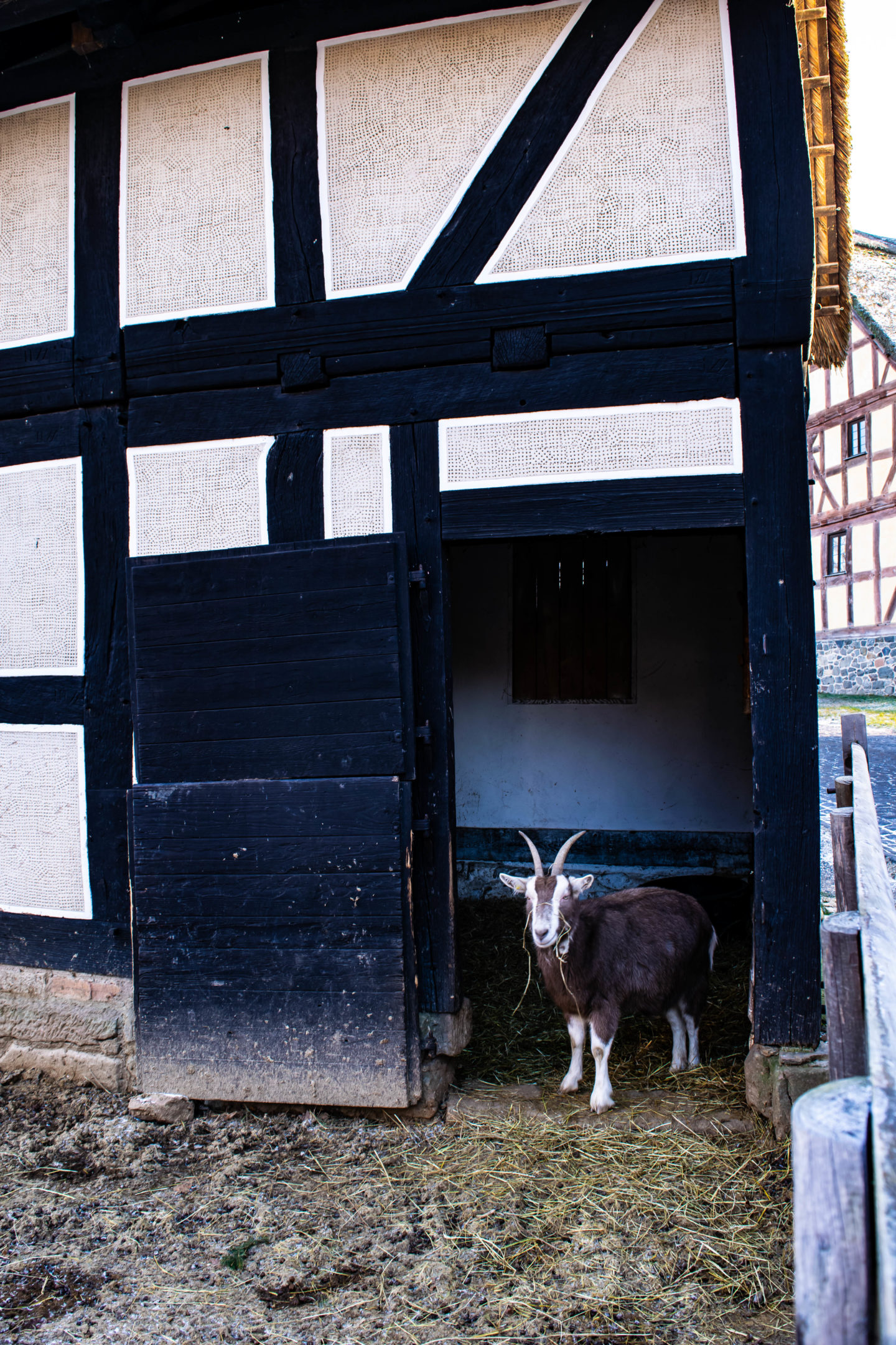 A Thuringian goat completely uninterested in getting its photo taken.