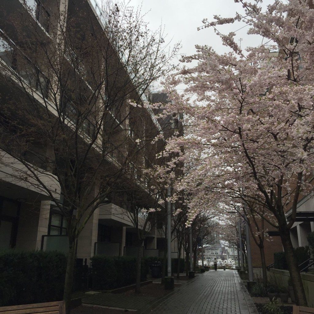 Sakura time!: Cherry blossom prints