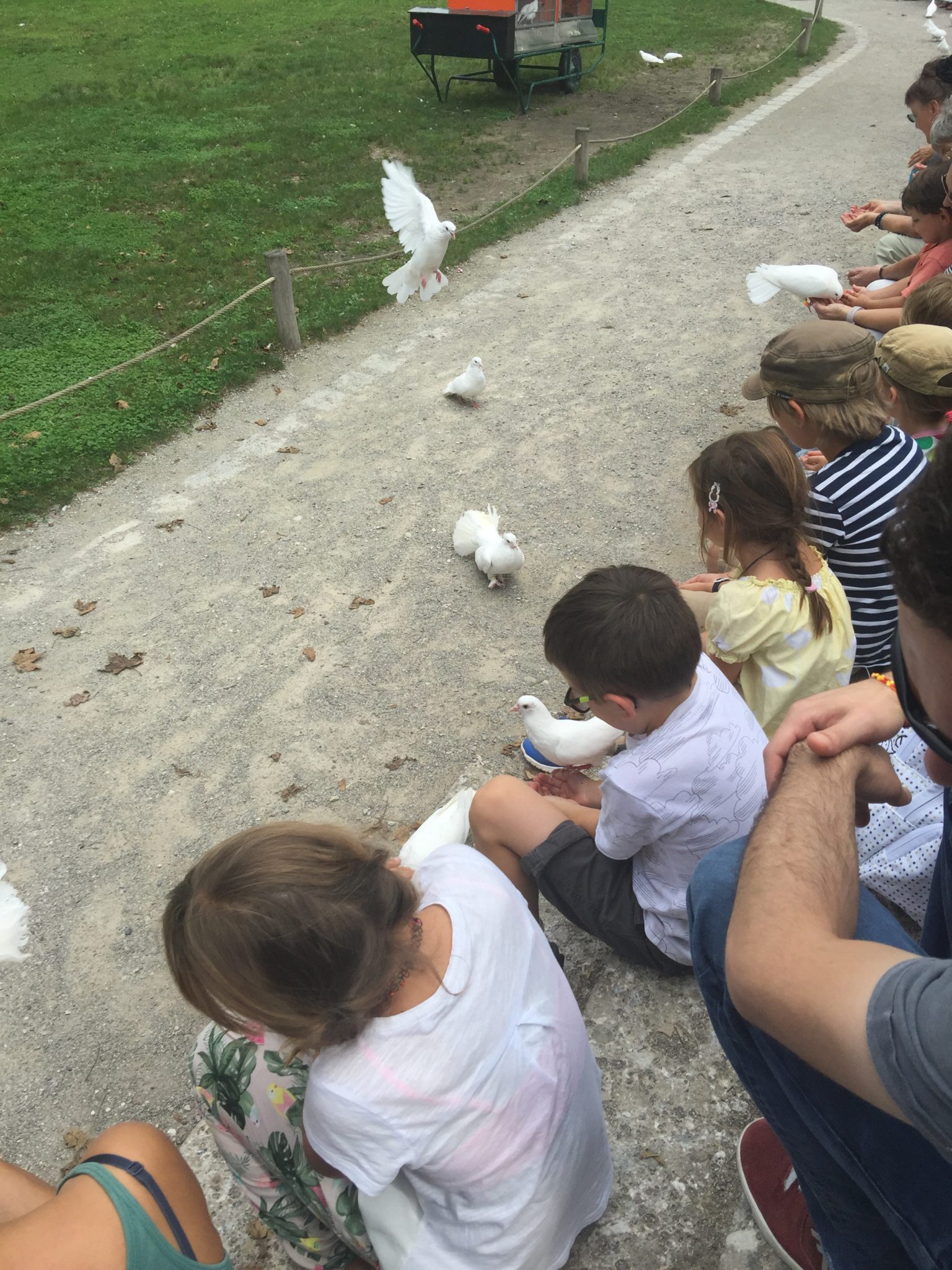 Feeding the acrobatic pigeons at the Hellabrunn Zoo