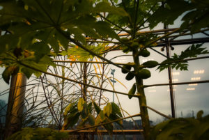 Cocoa plant in the wild! Okay the greenhouse.