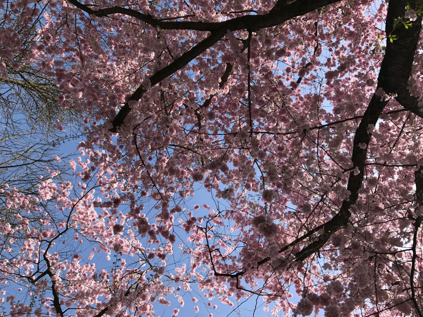 Pink cherry blossoms at Schlossgarten Schwetzingen