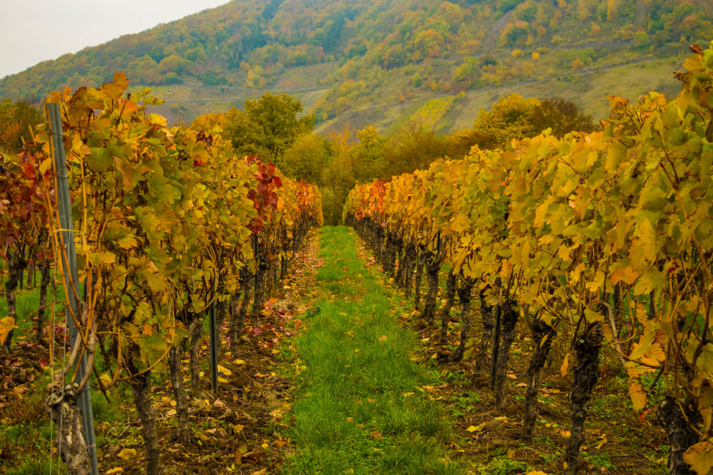 Incredible colours of the grape vines in autumn. 