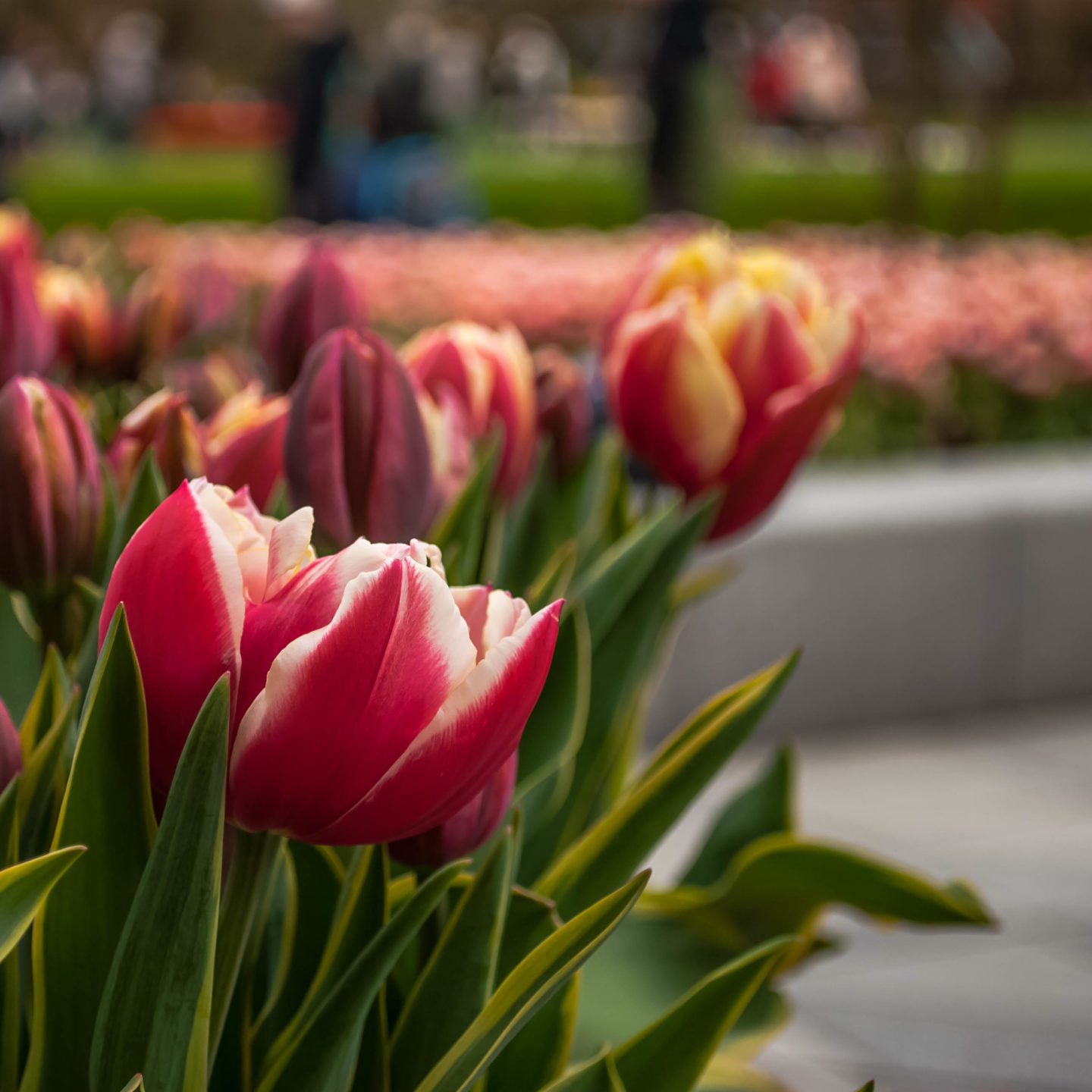 I think these were possibly my favourite tulips at Keukenhof